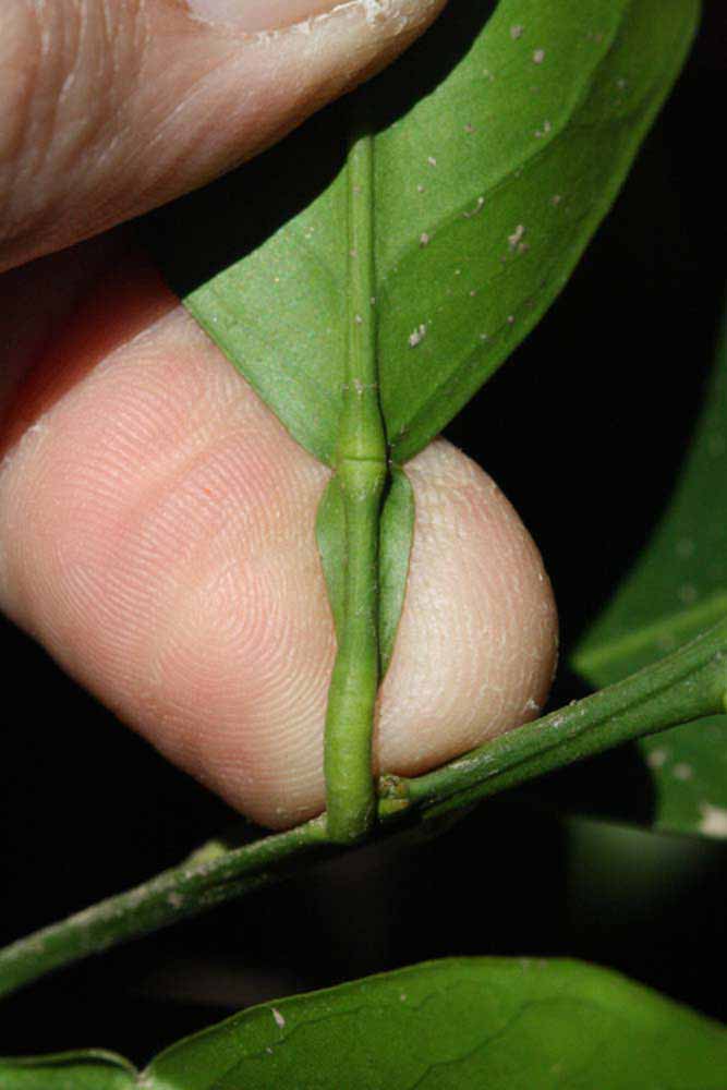              Petiole (Riverside, CA)       